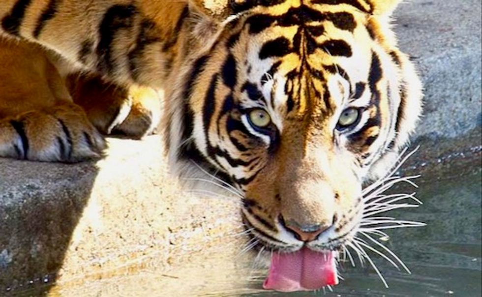 India's wild tiger population jumps to almost 3,000: census