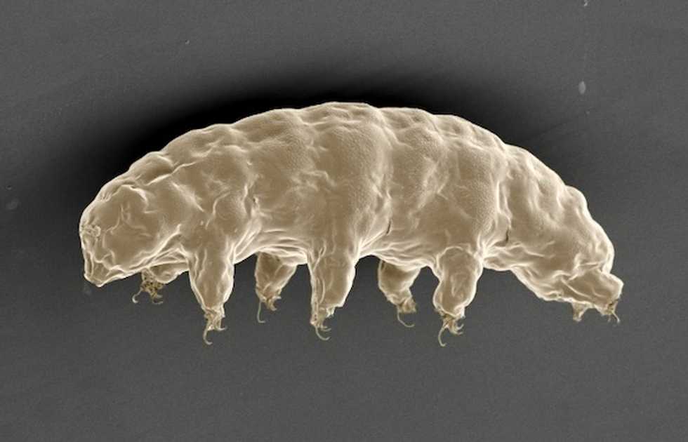 Hordes of Earth's toughest creatures may now be living on Moon