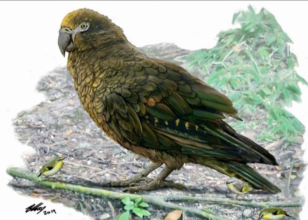 Evidence of 'Herculean' parrot found in New Zealand
