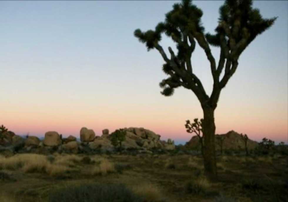 Climate change could wipe out California's Joshua trees by end of century