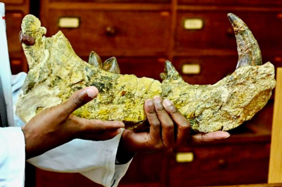 Hidden mysteries lie in wait inside Kenya's fossil treasury