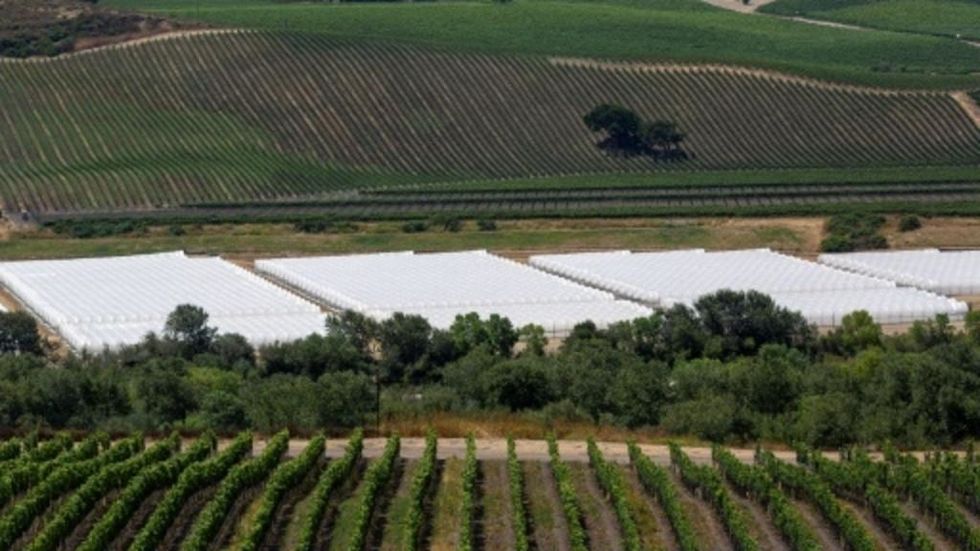 Growing pains for pot industry in famed California wine region