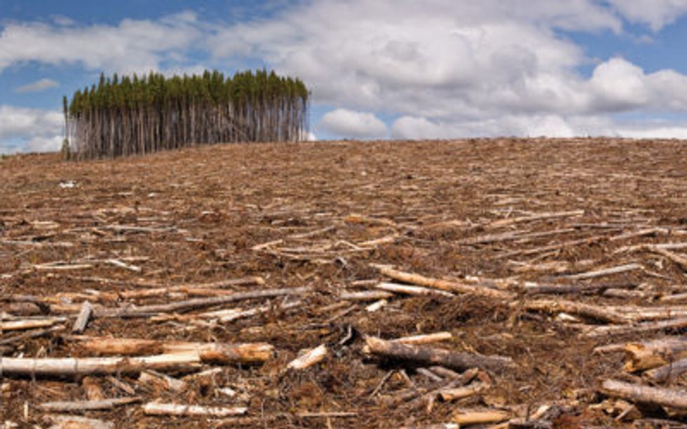 Team Trump: 'The only good forest is a dead forest'