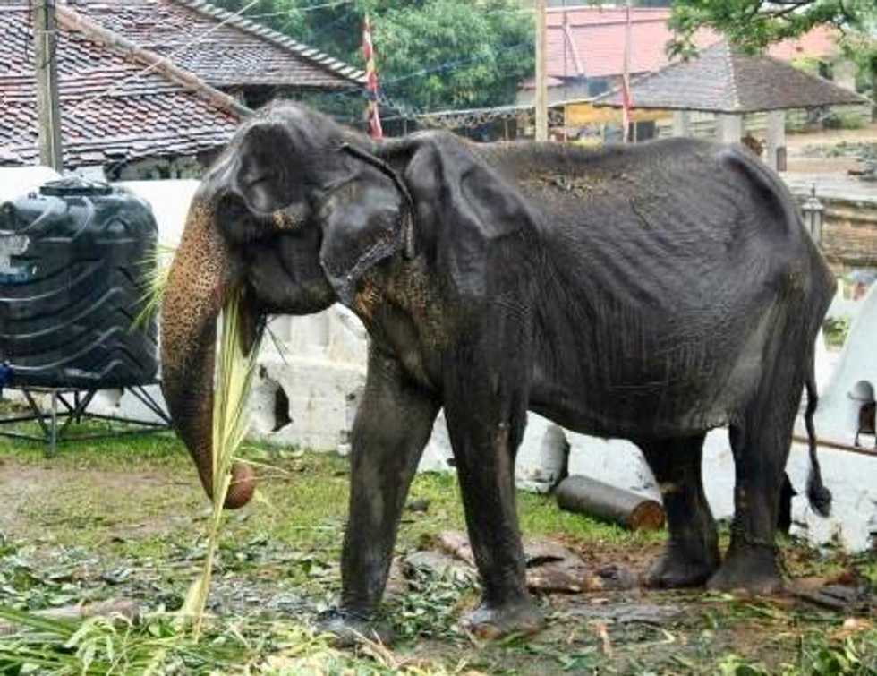 Elderly skeletal elephant spared Sri Lanka parade