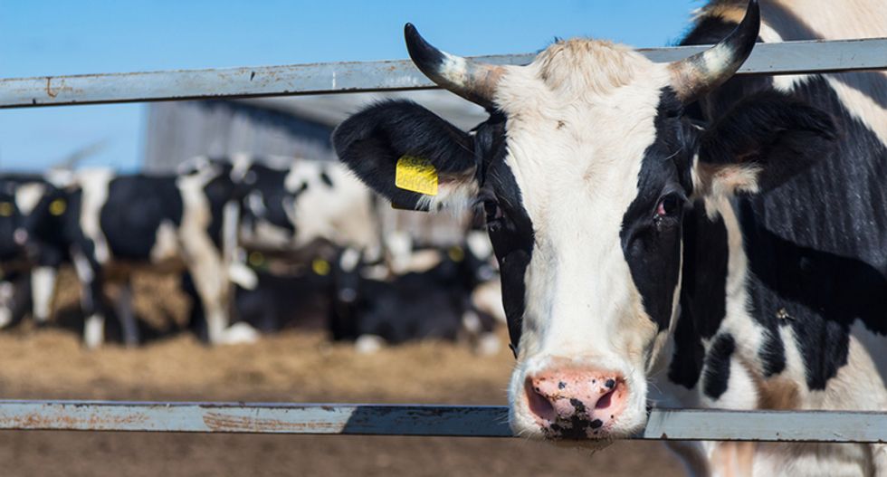 Trump supporters take to Twitter to defend saving the cows after bizarre Iowa speech