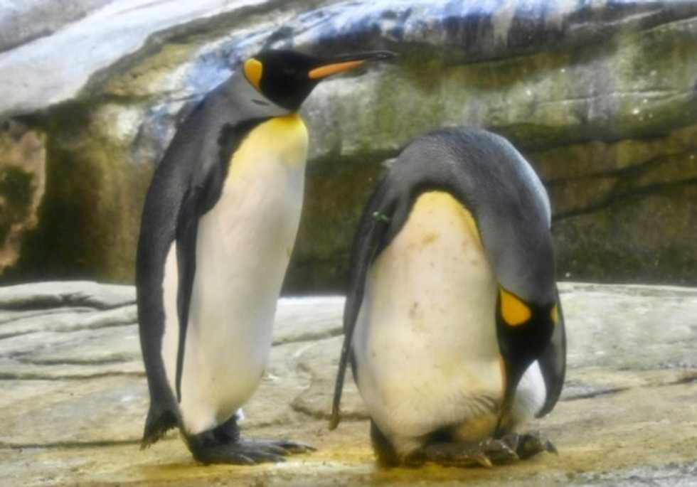 'Some penguins are gay. Get over it': Gay penguins adopt egg after trying to hatch stone