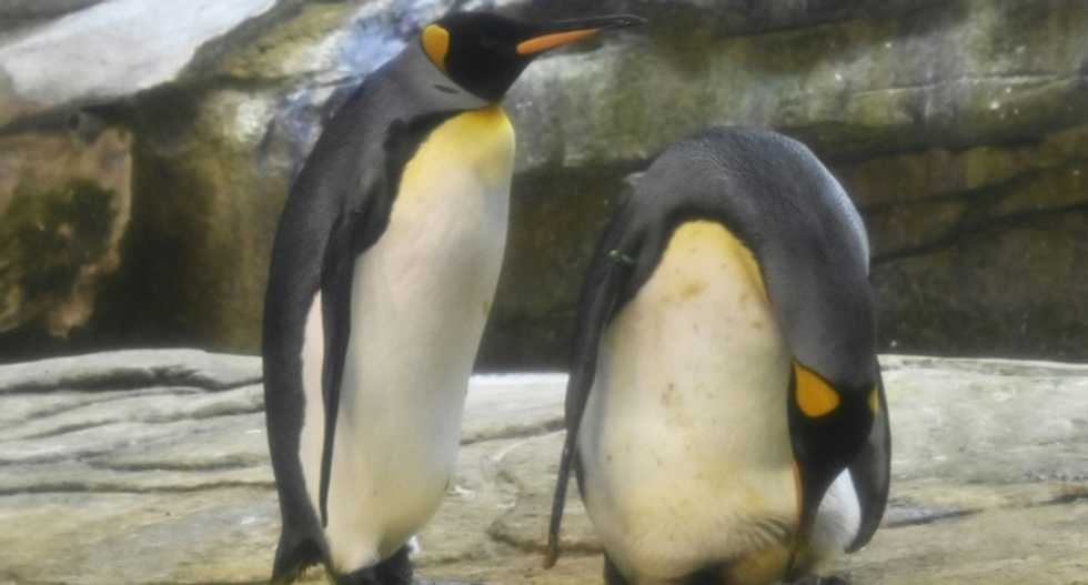 Gay penguins become a worldwide sensation -- and now have the chance to become real parents