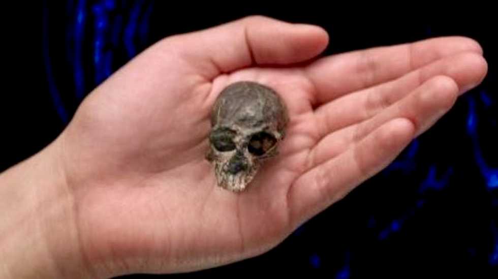 Ancient monkey skull reveals secrets of primate brain evolution