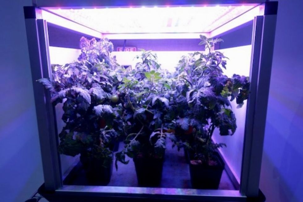 The challenge of space gardening: One giant 'leaf' for mankind