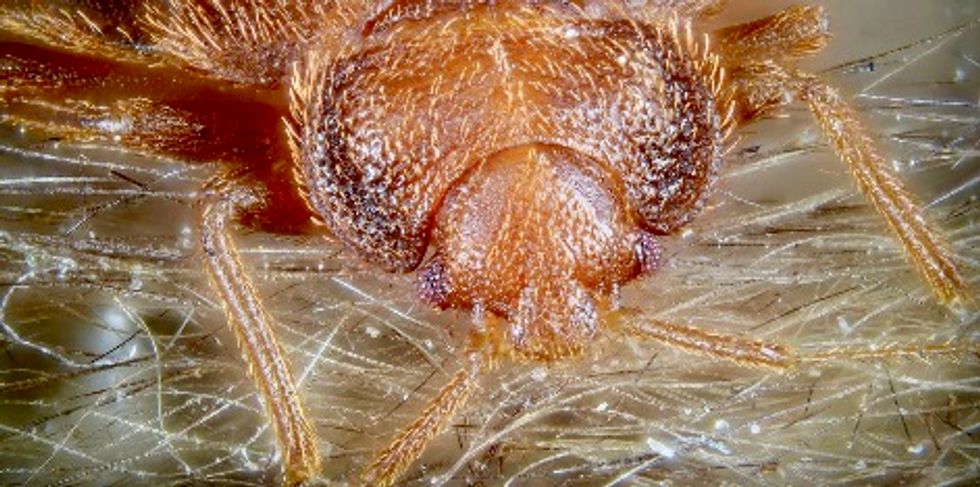 In defense of the bed bug