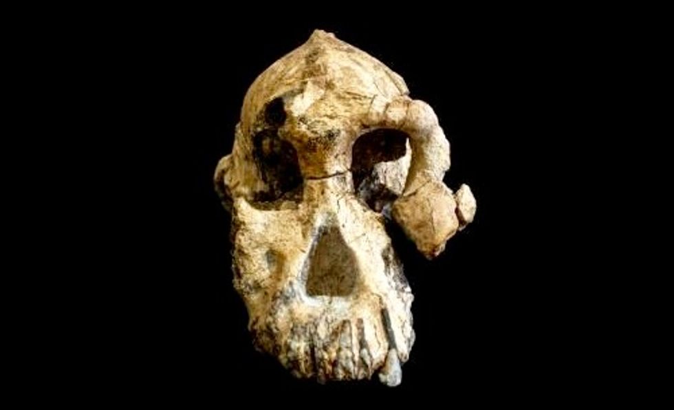 3.8-million-year-old skull found in Ethiopia yields new clues on how humans evolved