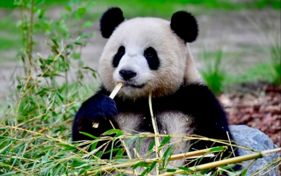 Berlin zoo delights in rare birth of panda twins
