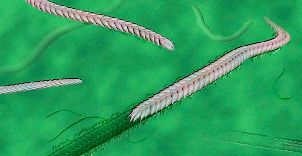 The worm that turned: Fossils shed light on early animal movement