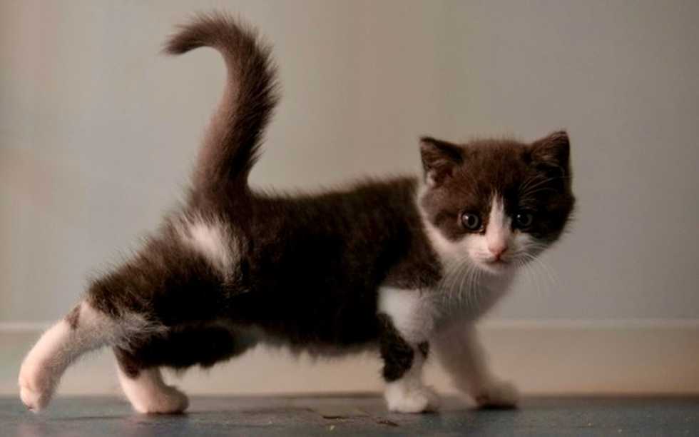 Copy cat: Chinese firm creates first cloned kitten