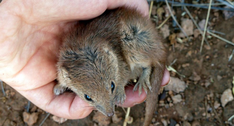Biologists warn ‘extreme mating’ is killing tiny marsupials en masse: report