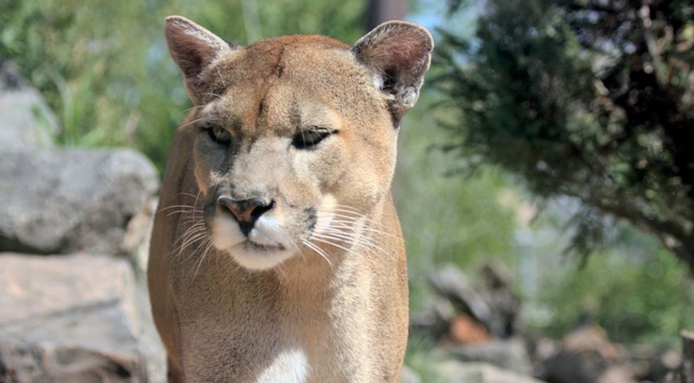 Cougar kills man outside Seattle and escapes into the forest -- first US mountain lion fatality in a decade