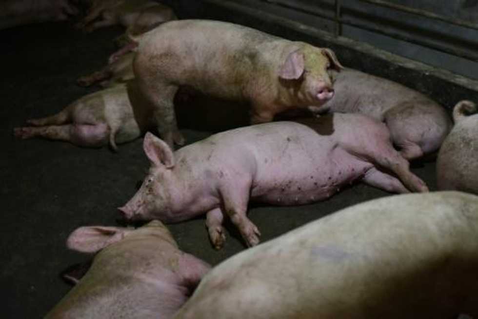 Seoul confirms 4th swine fever case -- and asks North Korea for cooperation