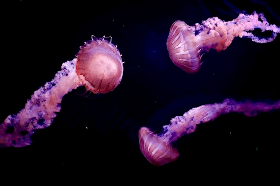 Jellyfish thrive in the man-made disruption of the oceans