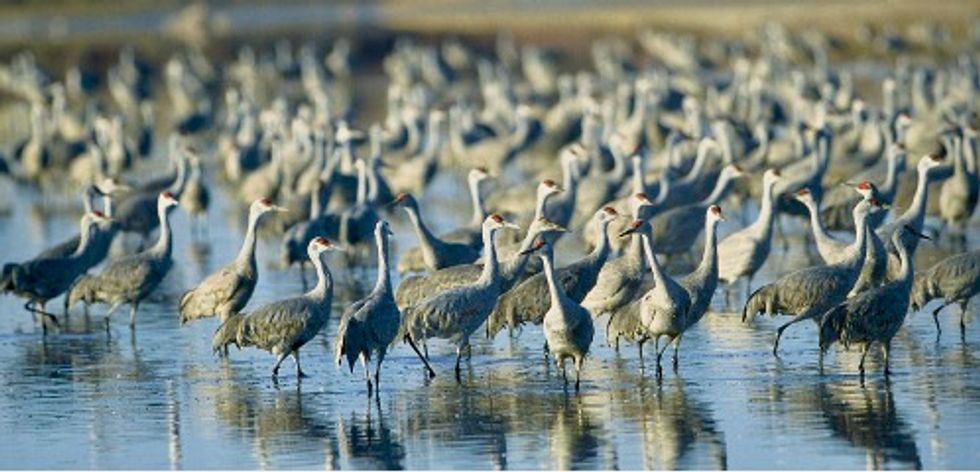 The Trump administration is cutting back protection for migratory birds