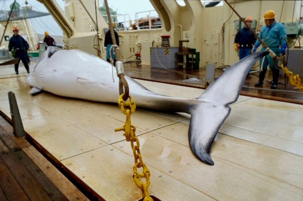 Japan whale hunt killed 122 pregnant minkes
