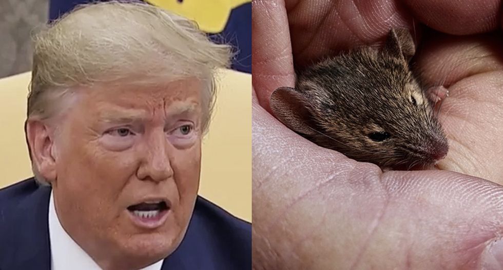 Baltimore residents hilariously mock Trump after rodent falls out of the ceiling at his ‘infested’ White House