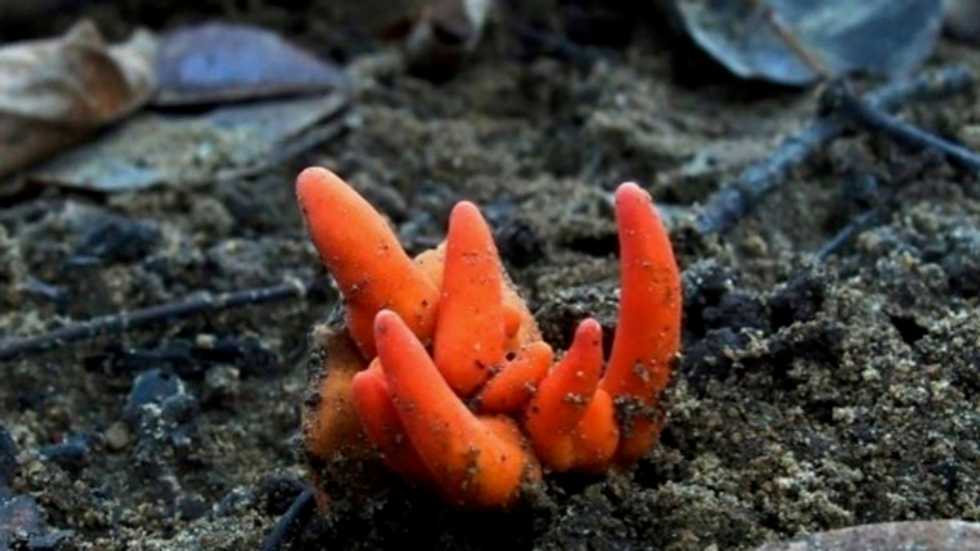 Killer Japanese fungus found in Australia
