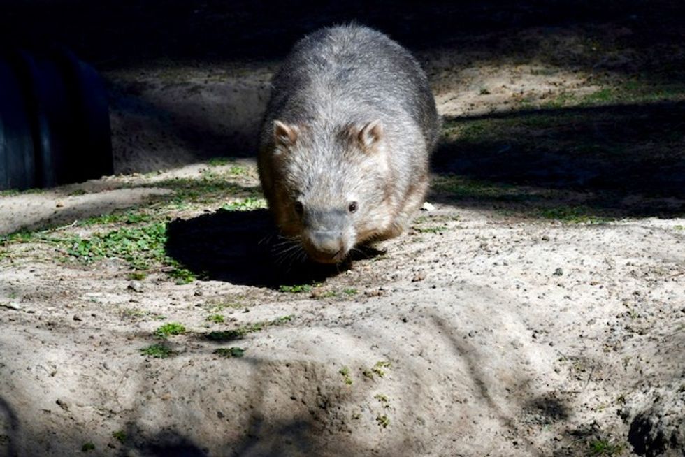 Aussie policeman investigated over wombat stoning