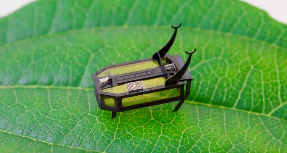 Beyond batteries: Scientists build methanol-powered beetle bot