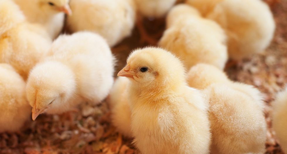 Baby chicks arrive dead as Maine farmers wonder why formerly reliable USPS shipments aren't working