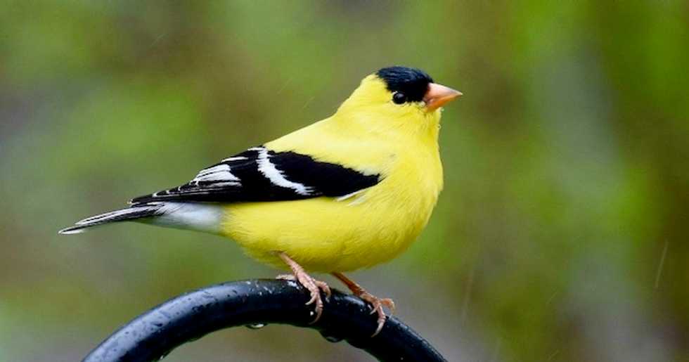 Study predicts 'frightening future' for North American birds, with two-thirds of species extinct by 2100 if earth warms more than 1.5 degrees