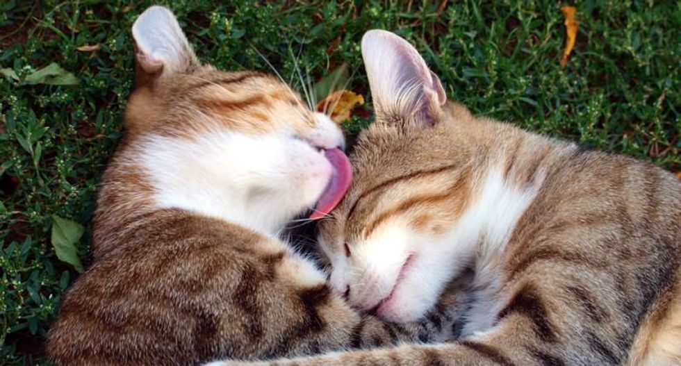 What have cats ever done for us? Research reveals our feline friends are actually quite useful