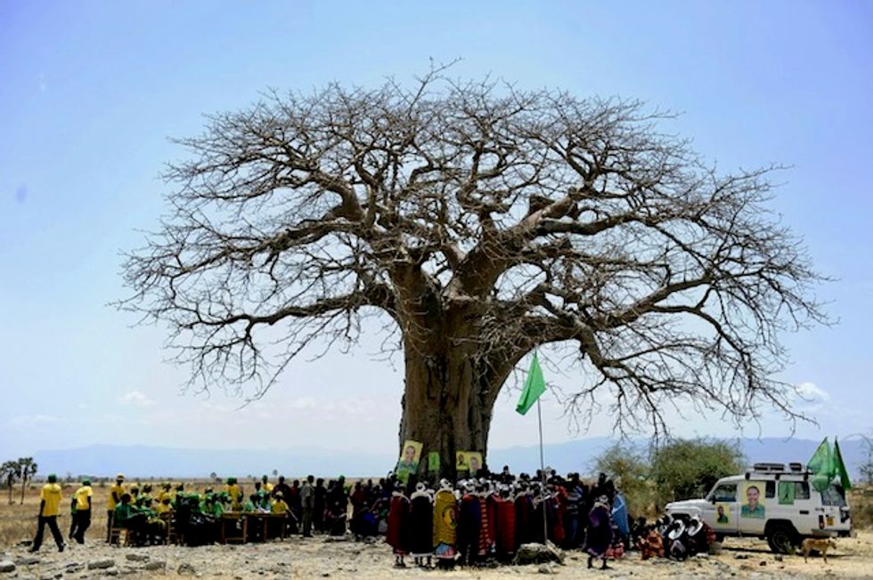 'Shocking' die-off of Africa's oldest baobabs: study