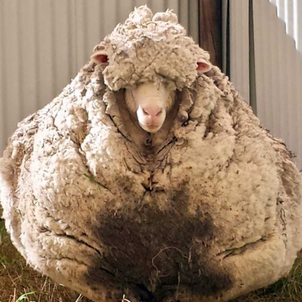 Chris the sheep, famed for record-breaking fleece, dies