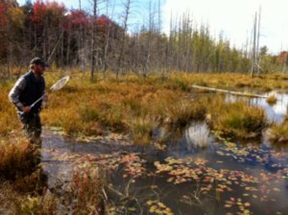 Acid rain, that '70s scourge, comes back