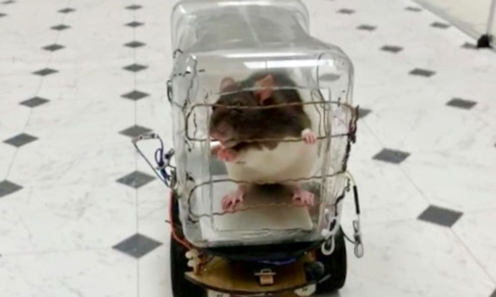 Rats trained to drive tiny cars find it relaxing, scientists report
