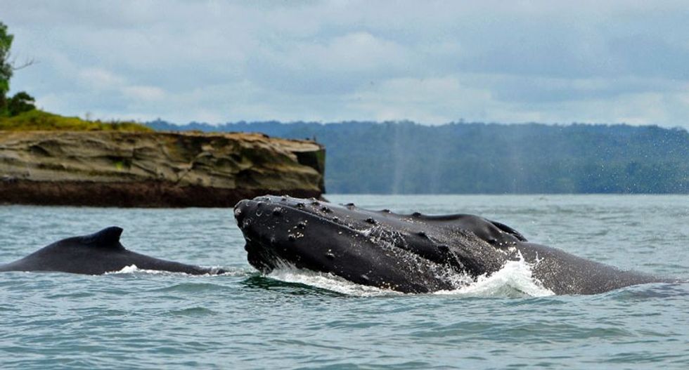 Baby whales 'whisper' to mothers to avoid predators: study