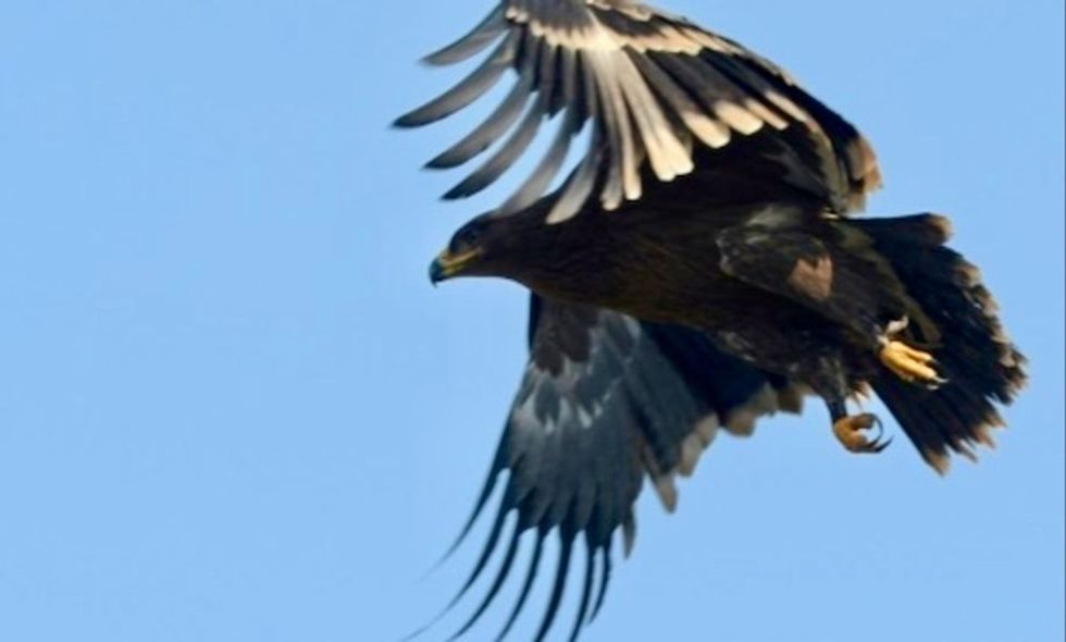Roaming Russian eagles leave scientists broke