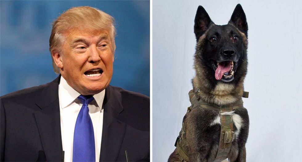 'Shiny furry object alert’: Trump administration ridiculed for releasing Baghdadi raid dog picture