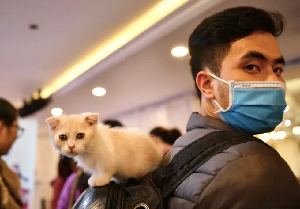 Can your pets get coronavirus, and can you catch it from them?