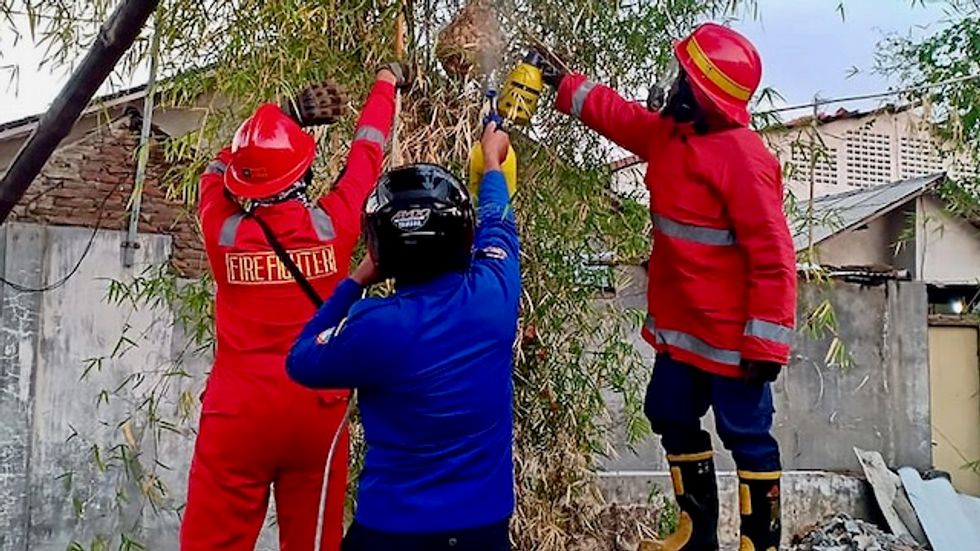 Angry hornets kill three in Indonesia