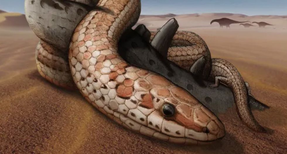 Extraordinary skull fossil reveals secrets of snake evolution