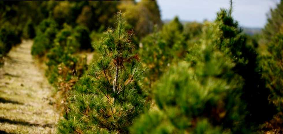 Christmas tree shopping is harder than ever, thanks to climate change and demographics