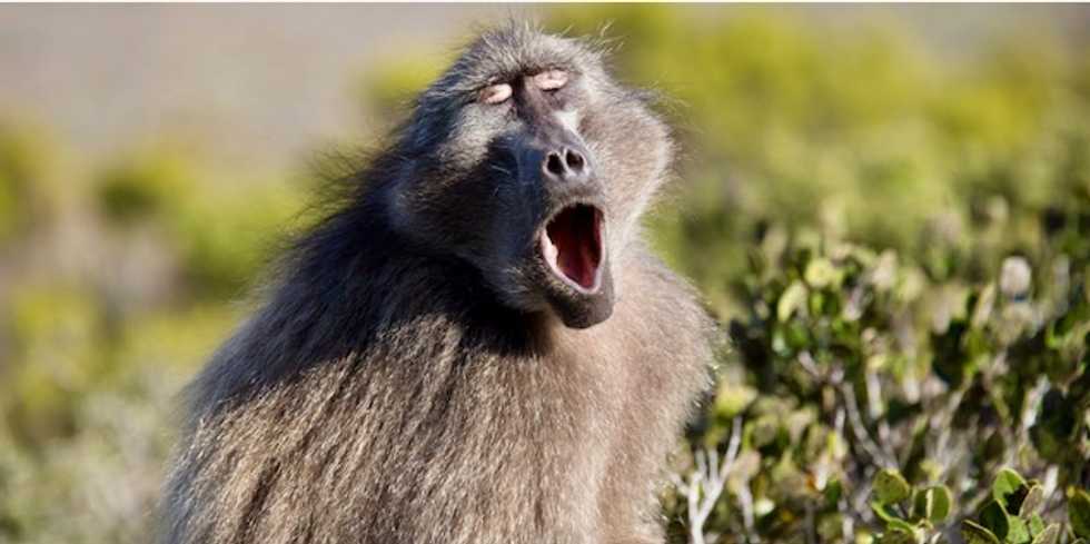 Examining how primates make vowel sounds pushes timeline for speech evolution back by 27 million years