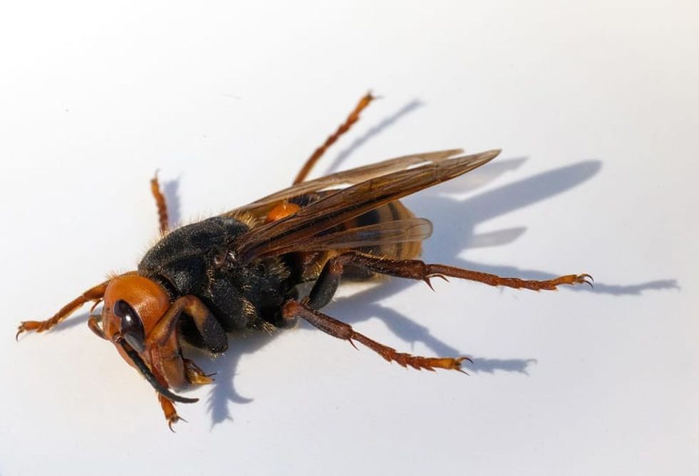 500 Asian giant hornets found in nest eradicated last month in Washington