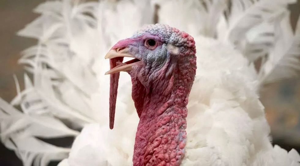 Americans defy virus guidelines for high-risk Thanksgiving