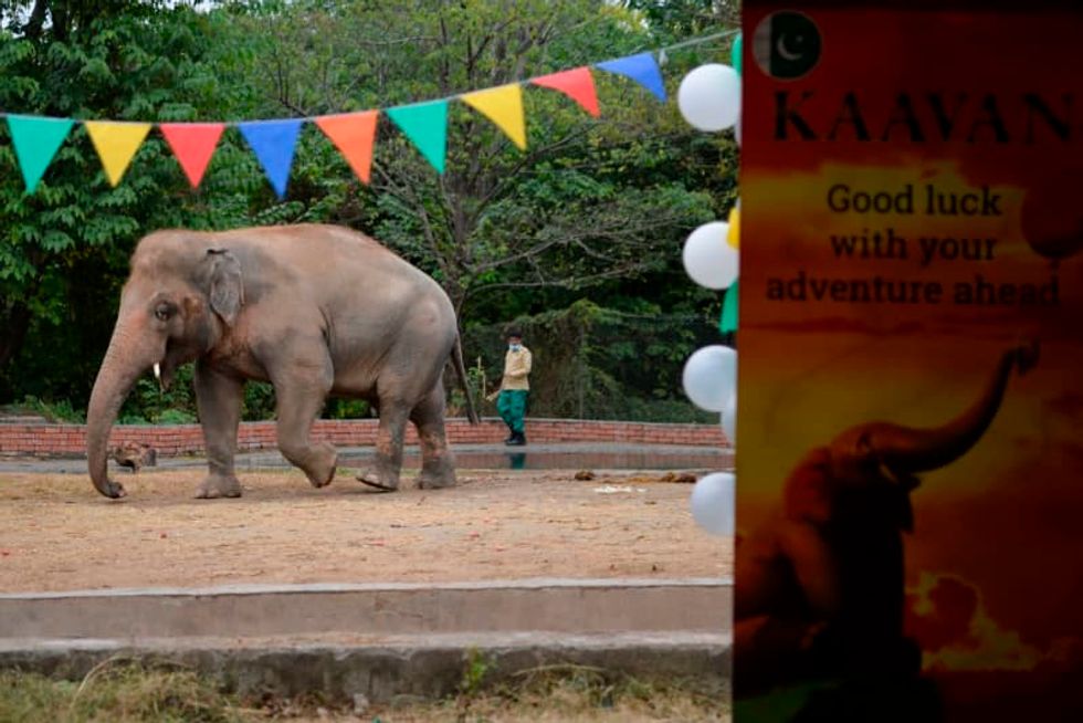 Cher visits Pakistan to save the 'world's loneliest elephant'