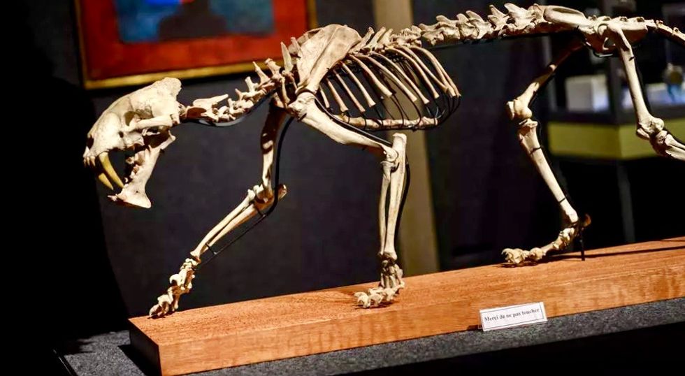 'Saber-toothed tiger' skeleton up for auction
