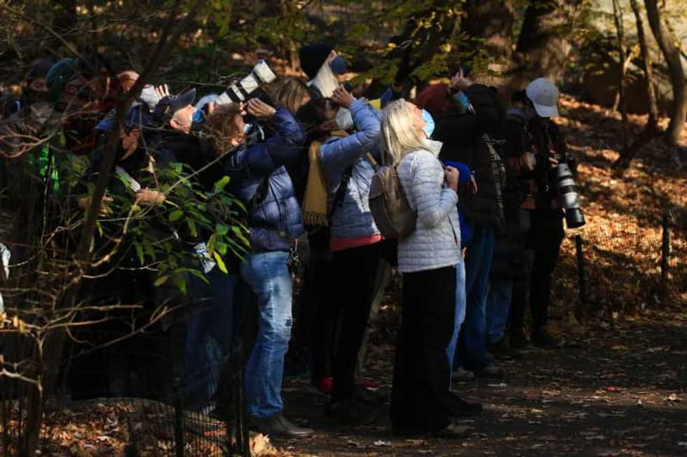 Birding is socially distanced New York's hottest hobby