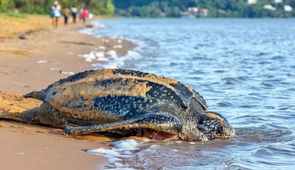 Ecuador finds nest of huge, endangered sea turtle