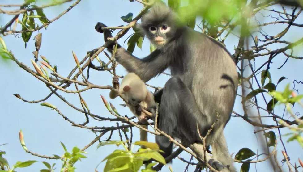 Newly discovered primate in Myanmar 'already facing extinction'
